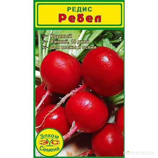 Редис Ребел (2 гр.)
