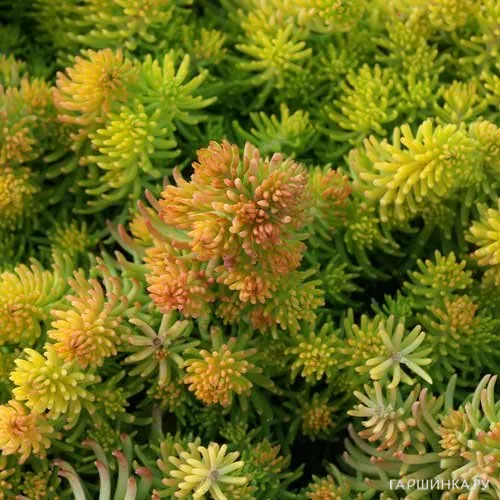 Очиток (седум) Yellow Cushion