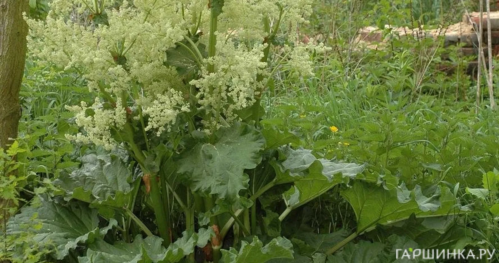 Ревень волнистый Rheum Rhabarbarum