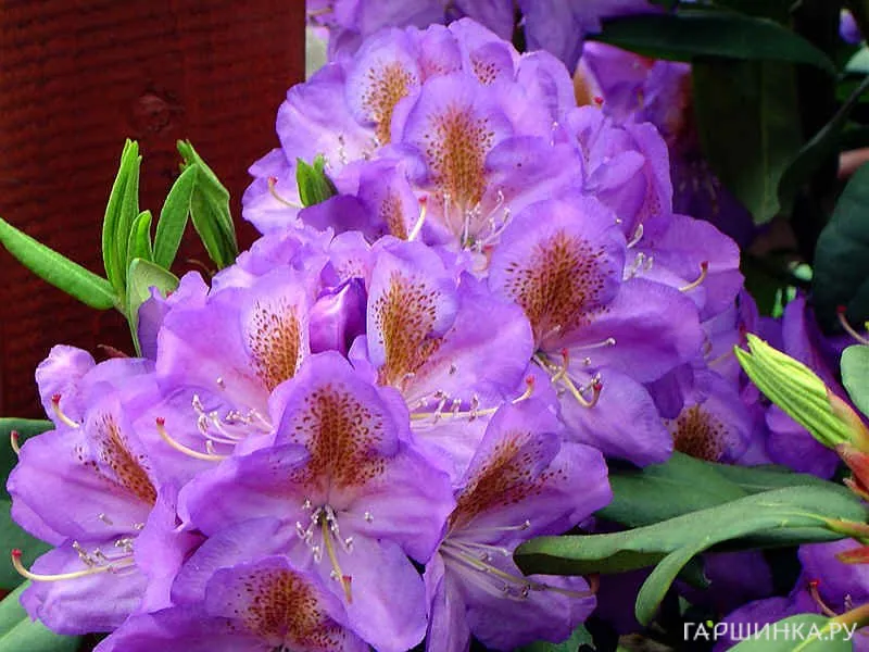 Рододендрон гибридный Блютопия