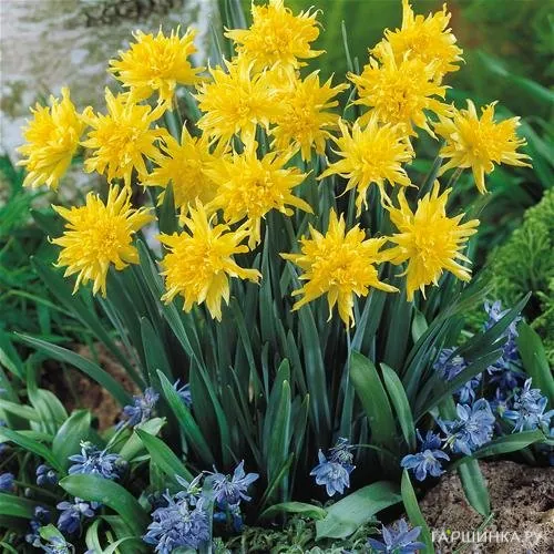 Нарцисс Рип Ван Винкл мини 5шт