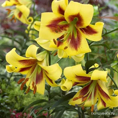 Лилия Роберт Свонсон ОТ-гибрид