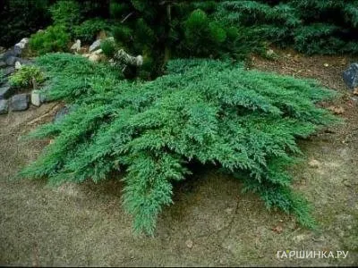 Можжевельник казацкий Рокери Гем