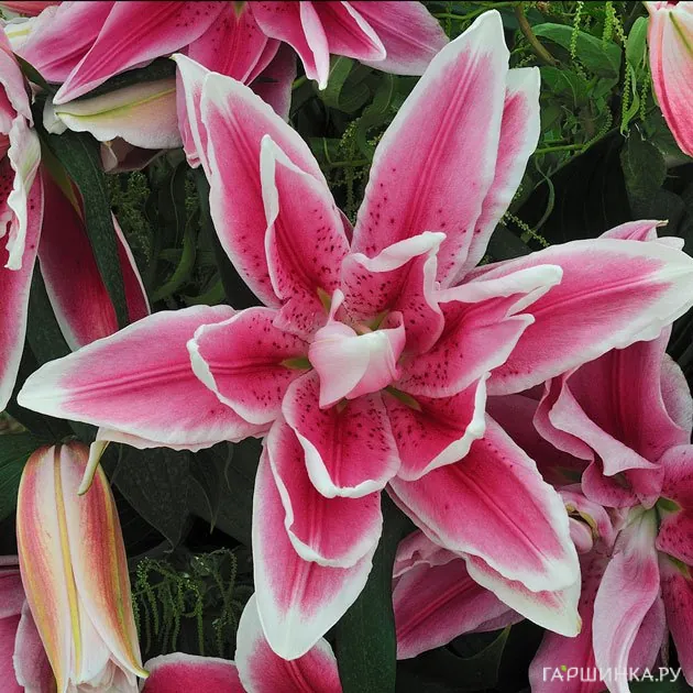 Лилия Росселили Фабиола восточная махровая/ 2шт