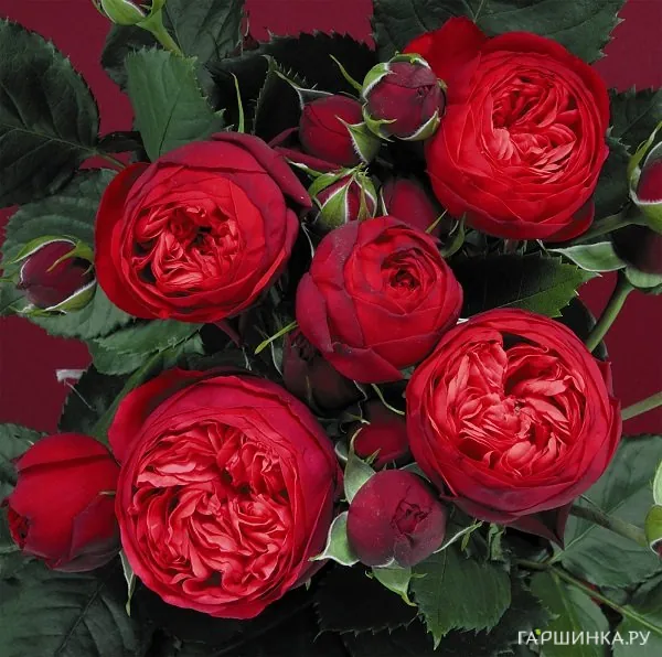 Роза Пиано чайно-гибридная, Топалович (лиц)