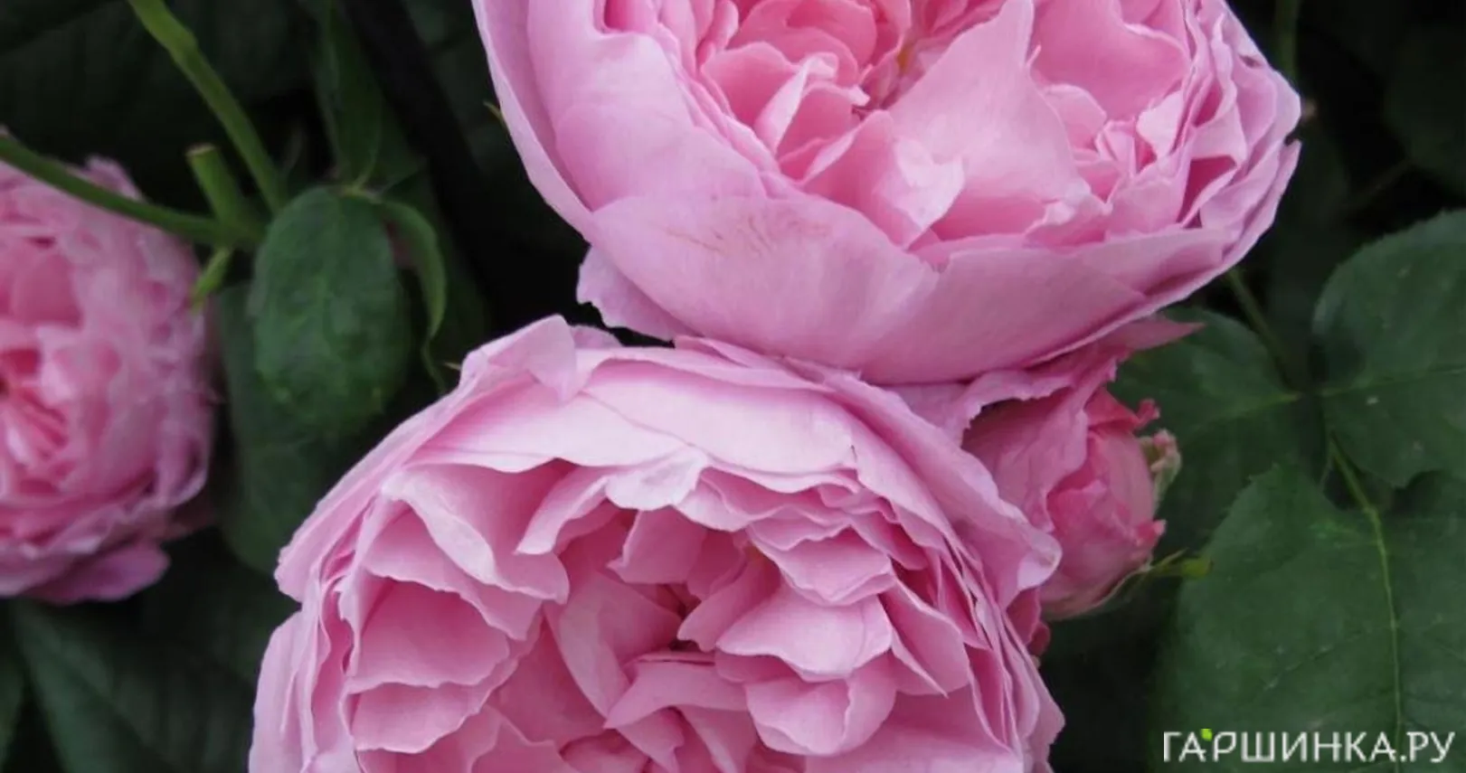 Роза Мэри Роуз, Д.Остин кустарниковая (лиц)