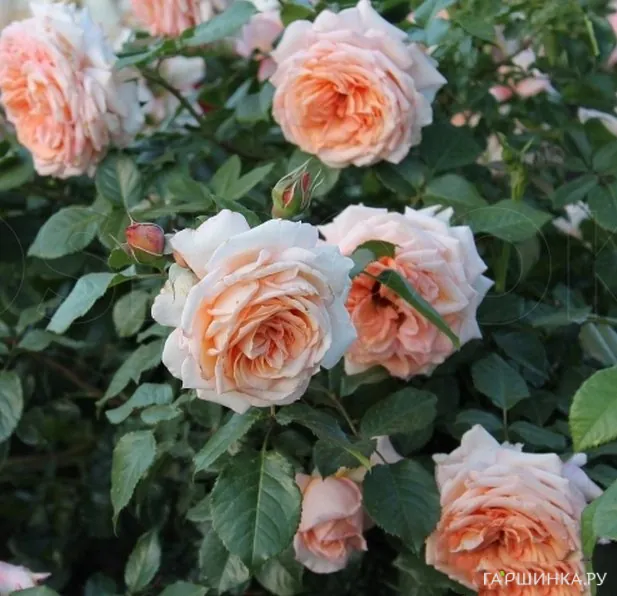 Роза Критик плетистая, Imperial Rose