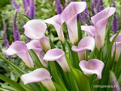 Калла Руби Лайт Пинк Айс