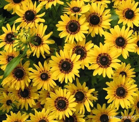 Рудбекия Денвер Дейзи
