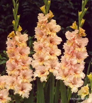 Гладиолус крупноцветковый Румба Фриззл 5шт.