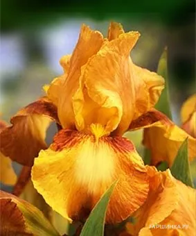 Ирис бородатый Растик Седар
