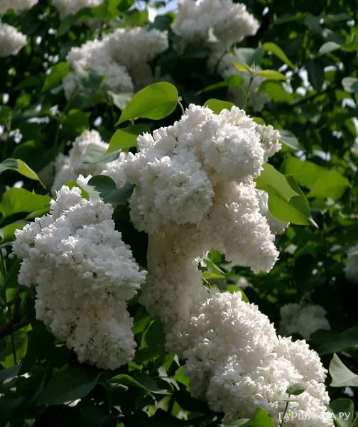 Сирень Алиса Хардинг махровая