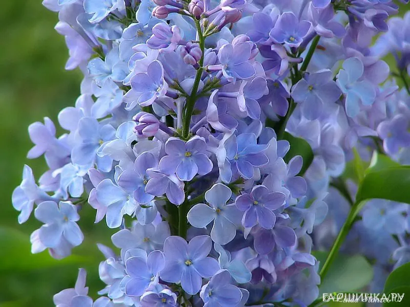 Сирень Веджвуд Блу