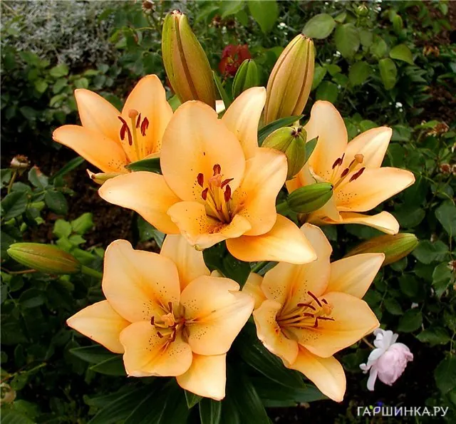 Лилия Сэлмон Классик ЛА-гибрид/2шт