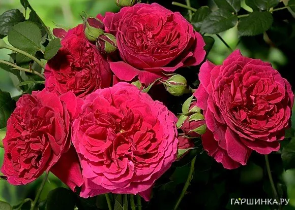 Роза Тесс оф зе д'Эрбервилль, Д.Остин кустарниковая (лиц)