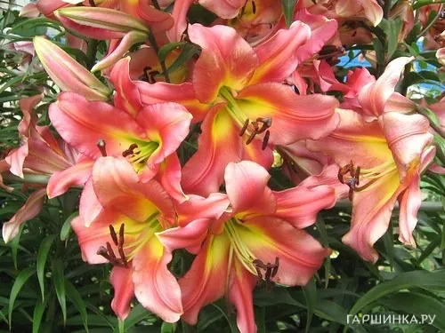 Лилия Сатисфекшн ОТ-гибрид /2шт