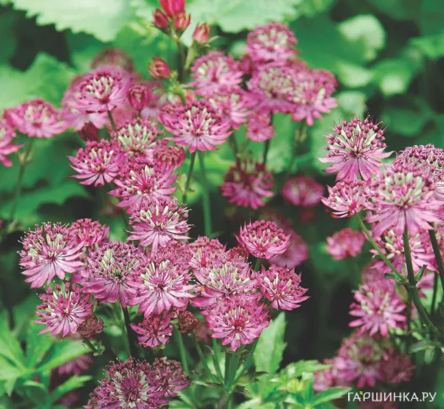 Астранция Розенсинфони крупная