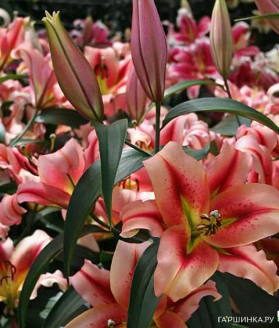 Лилия Олимпик Торч ОТ-гибрид /2шт