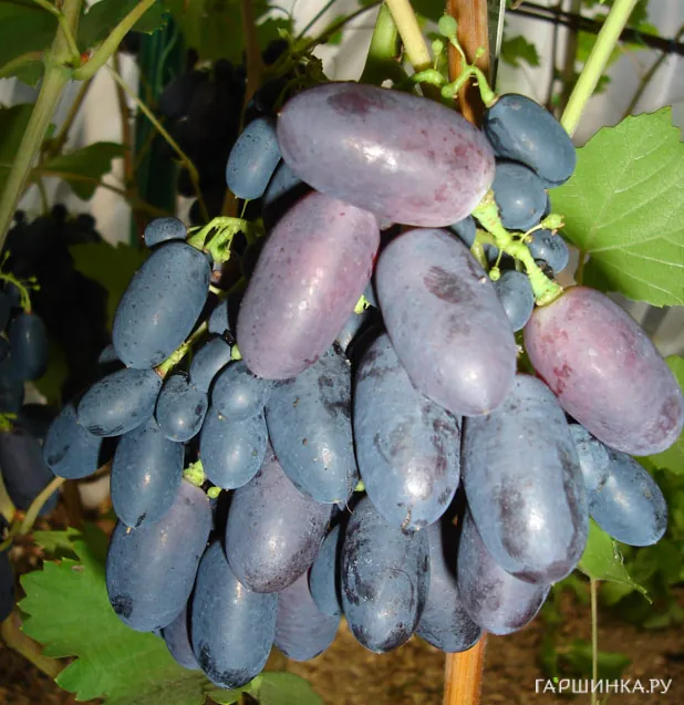 Виноград Кодрянка сладкий ранний