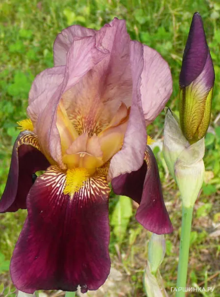Ирис бородатый Амбассадор