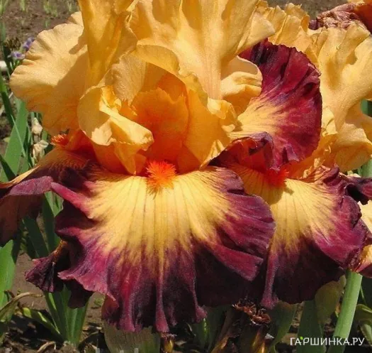 Ирис бородатый Зет Джаз