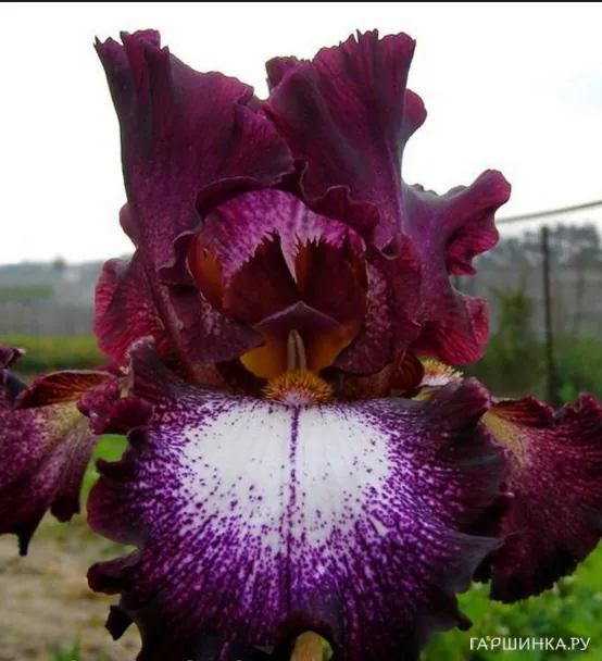 Ирис бородатый Литл Степ