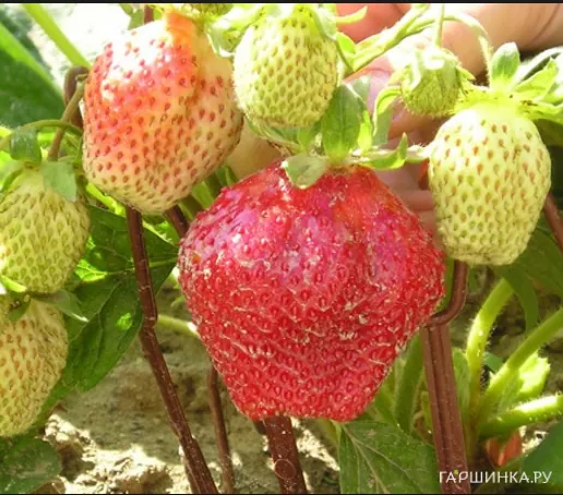 Клубника Максима 3шт