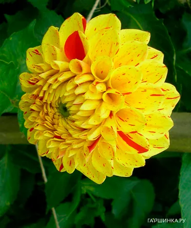 Георгина Фанни Фэйс шаровидная