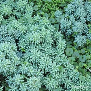 Очиток (седум) Blue Carpet