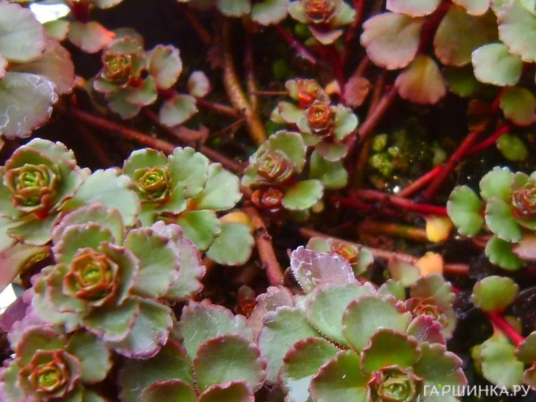 Очиток (седум) spurium Purpurea