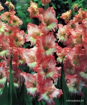 Гладиолус Серафин 5 шт.