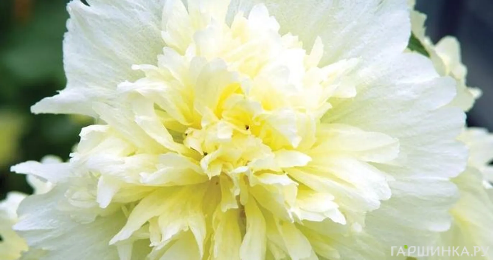 Шток-роза Спринг Селебрейтис Уайт