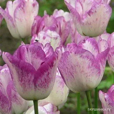 Тюльпан Ширли Триумф 5шт.