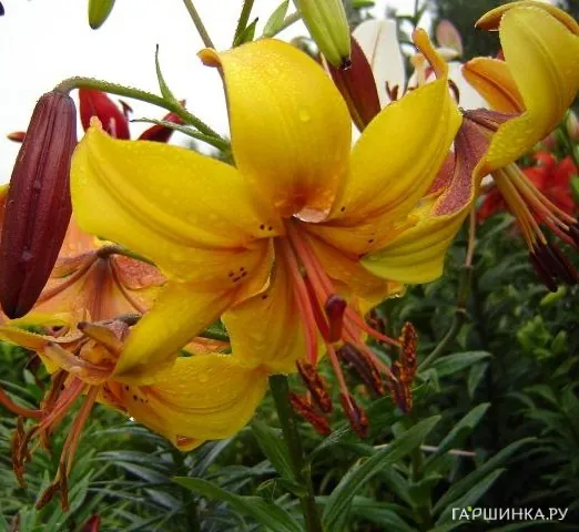 Лилия Чоколэйт Кэнери тигровая/ 2шт