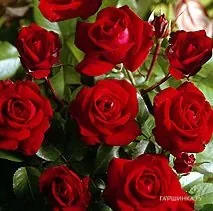 Роза Любекер Ротспон флорибунда, Тантау (лиц)