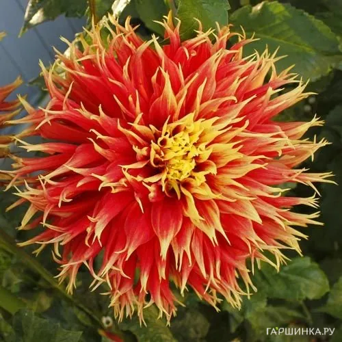 Георгина Шоу Эн Телл (МАКСИ) бахромчатая