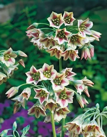 Лук декоративный Сикулум 10 шт