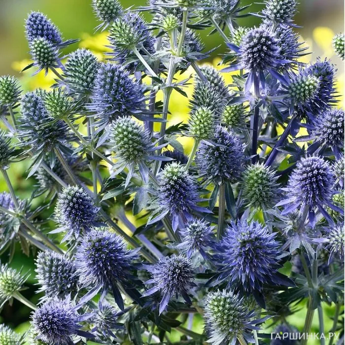 Синеголовник плосколистный