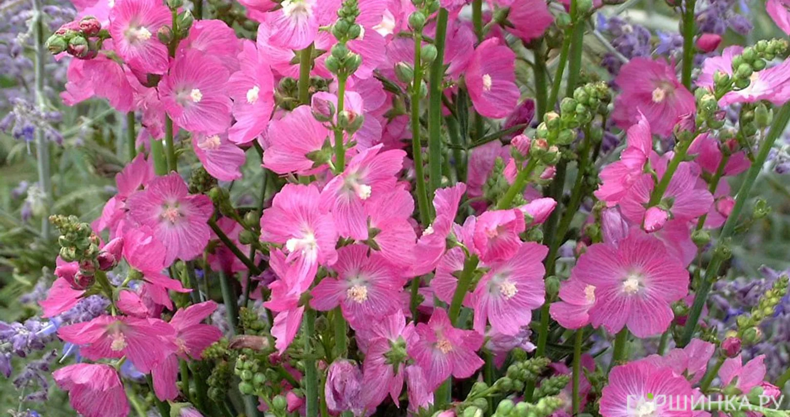 Сидальцея Рози Джем