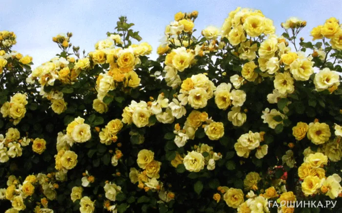 Роза Скайз зе Лимит плетистая, Викс (лиц)