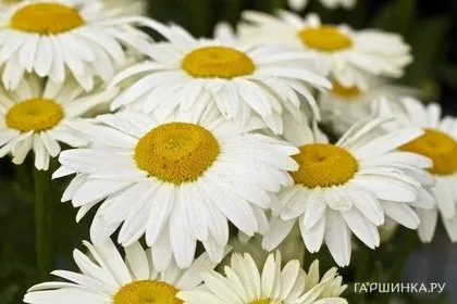 Нивяник (Ромашка) Snow Lady