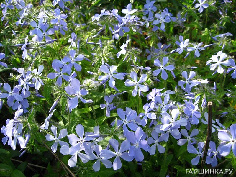 Флокс растопыренный голубой Р12