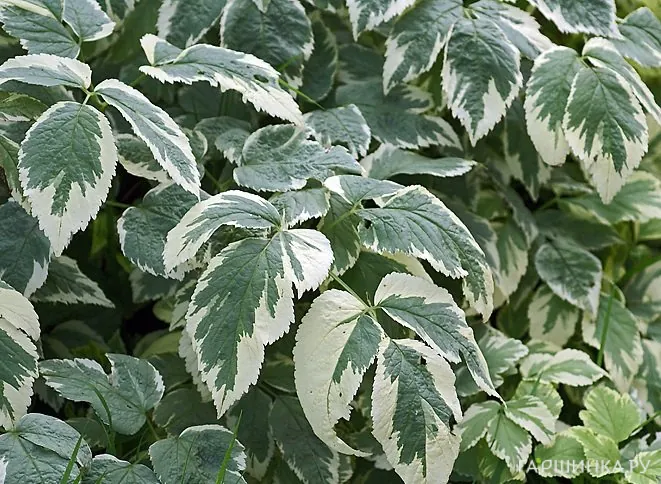 Сныть обыкновенная Вариегата