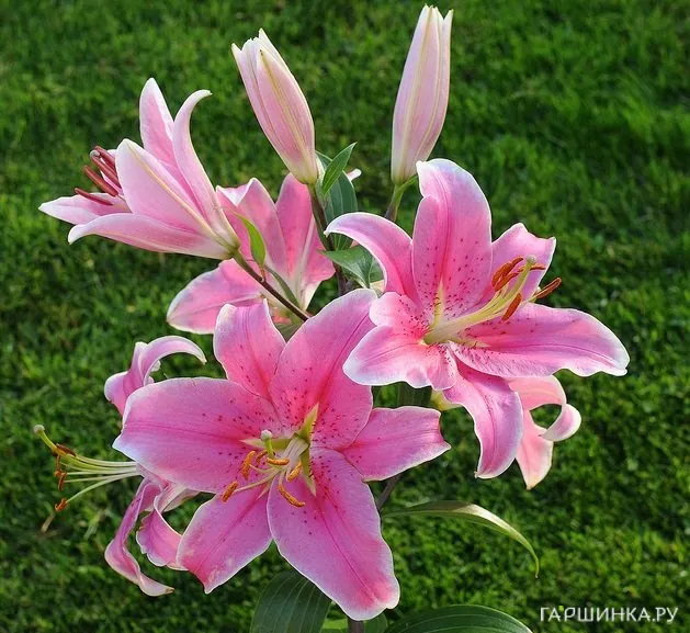 Лилия Сорбон восточная