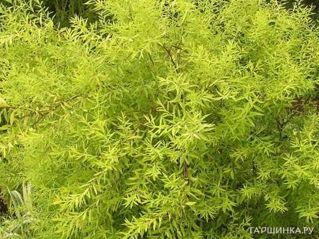 Спирея Тунберга Ogon