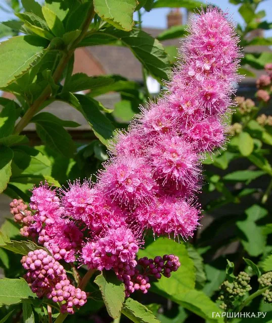 Спирея Билларда