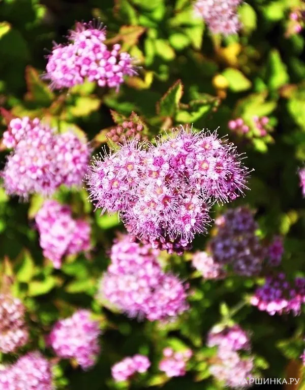 Спирея японская Джапаниз Дворф