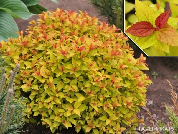 Спирея японская Файерлайт