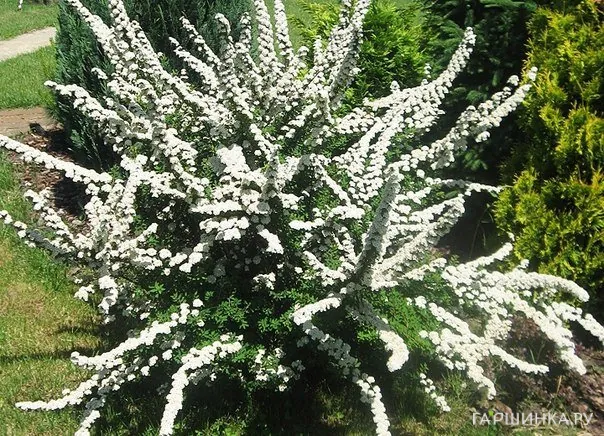Спирея ниппонская Сноумаунд