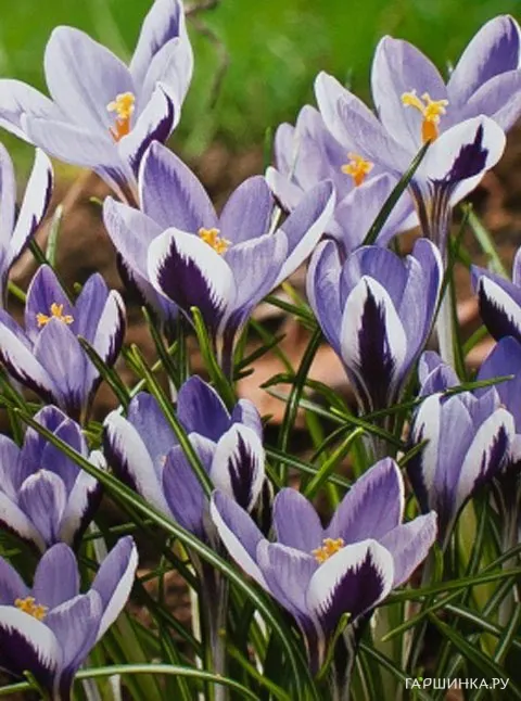 Крокус Спринг Бьюти 15 шт
